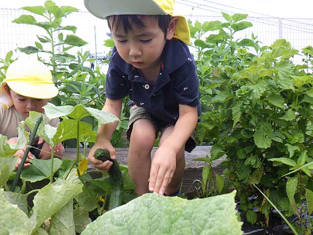 野菜の栽培・収穫